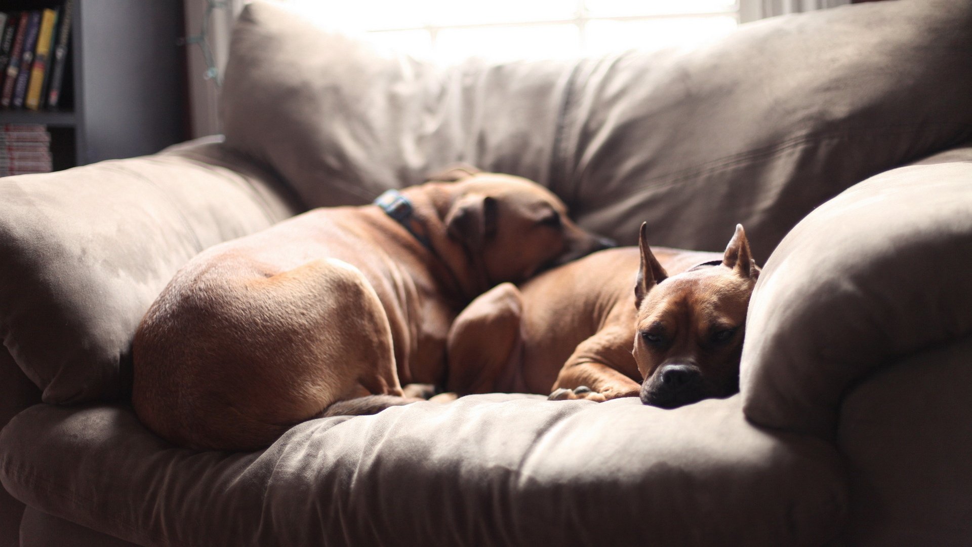 dog, Animal, Friendly, Puppy, Cute, Dogs Wallpaper
