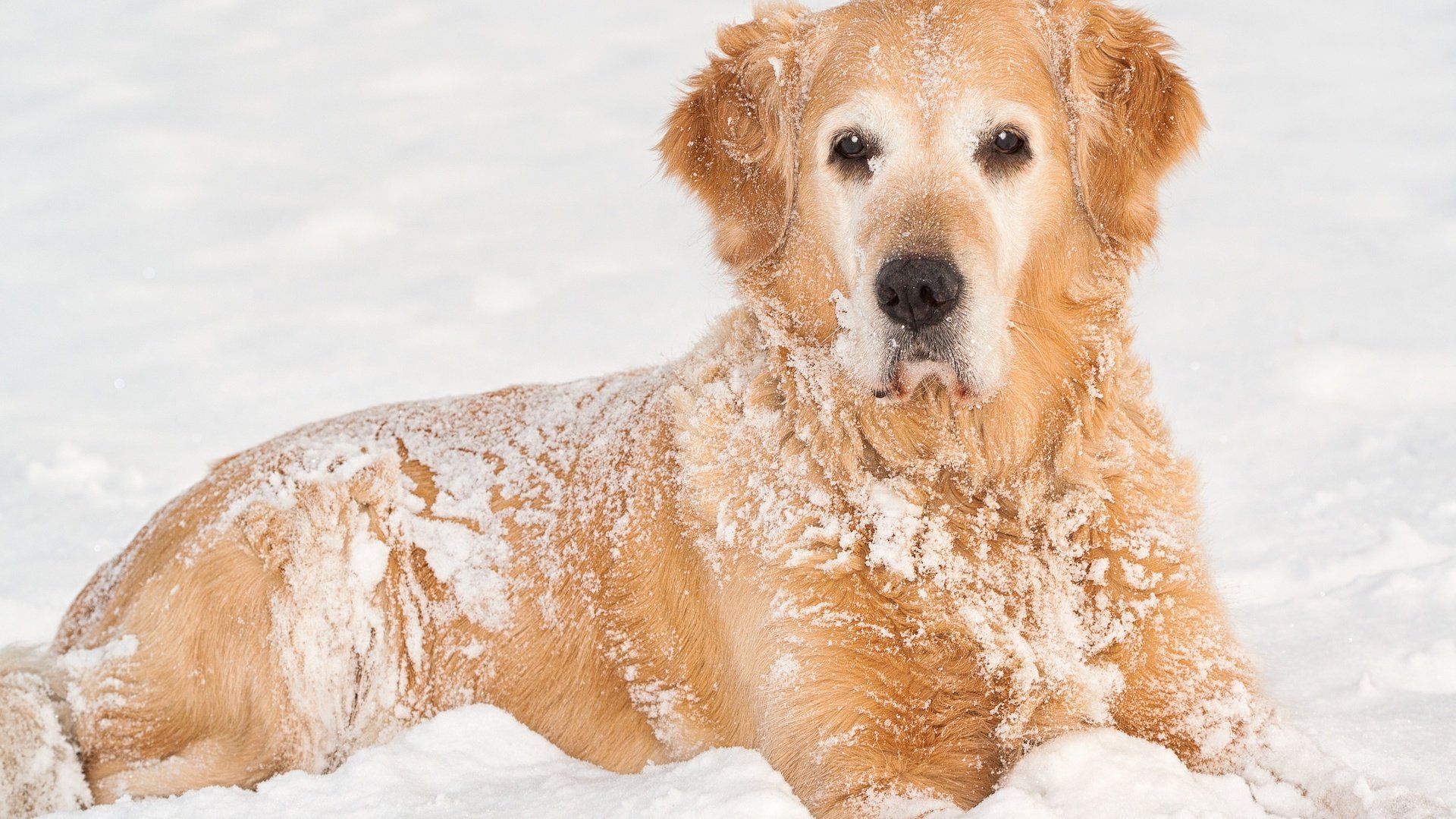 dog, Animal, Friendly, Puppy, Cute, Dogs Wallpaper