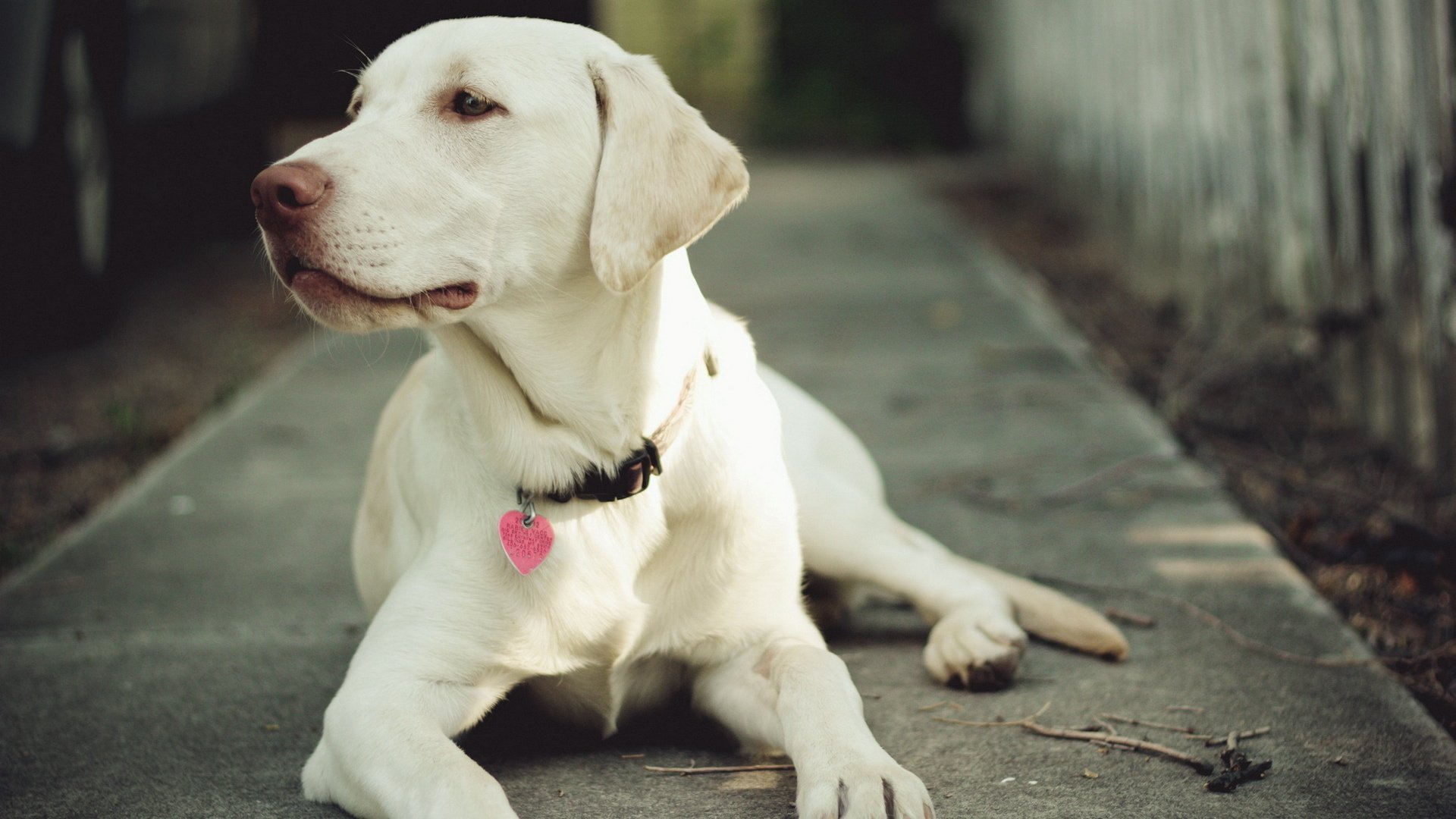 dog, Animal, Friendly, Puppy, Cute, Dogs Wallpaper