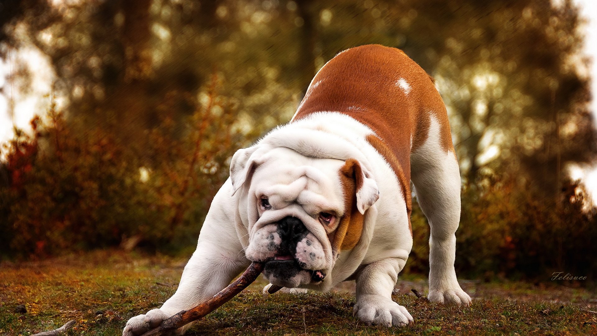 dog, Animal, Friendly, Puppy, Cute, Dogs Wallpaper
