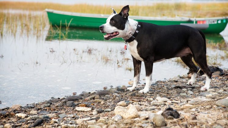 dog, Animal, Friendly, Puppy, Cute, Dogs HD Wallpaper Desktop Background