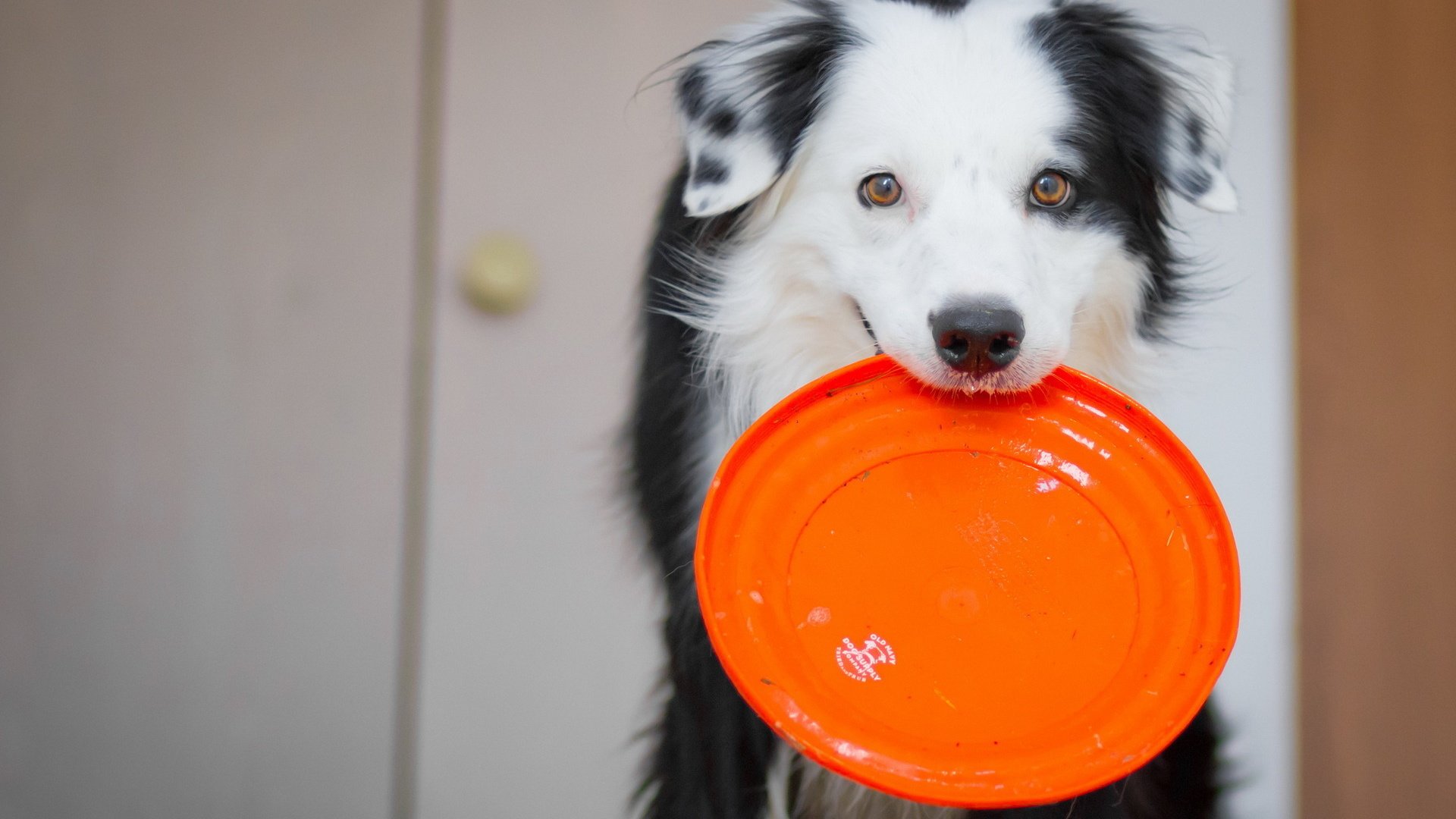 dog, Animal, Friendly, Puppy, Cute, Dogs Wallpaper