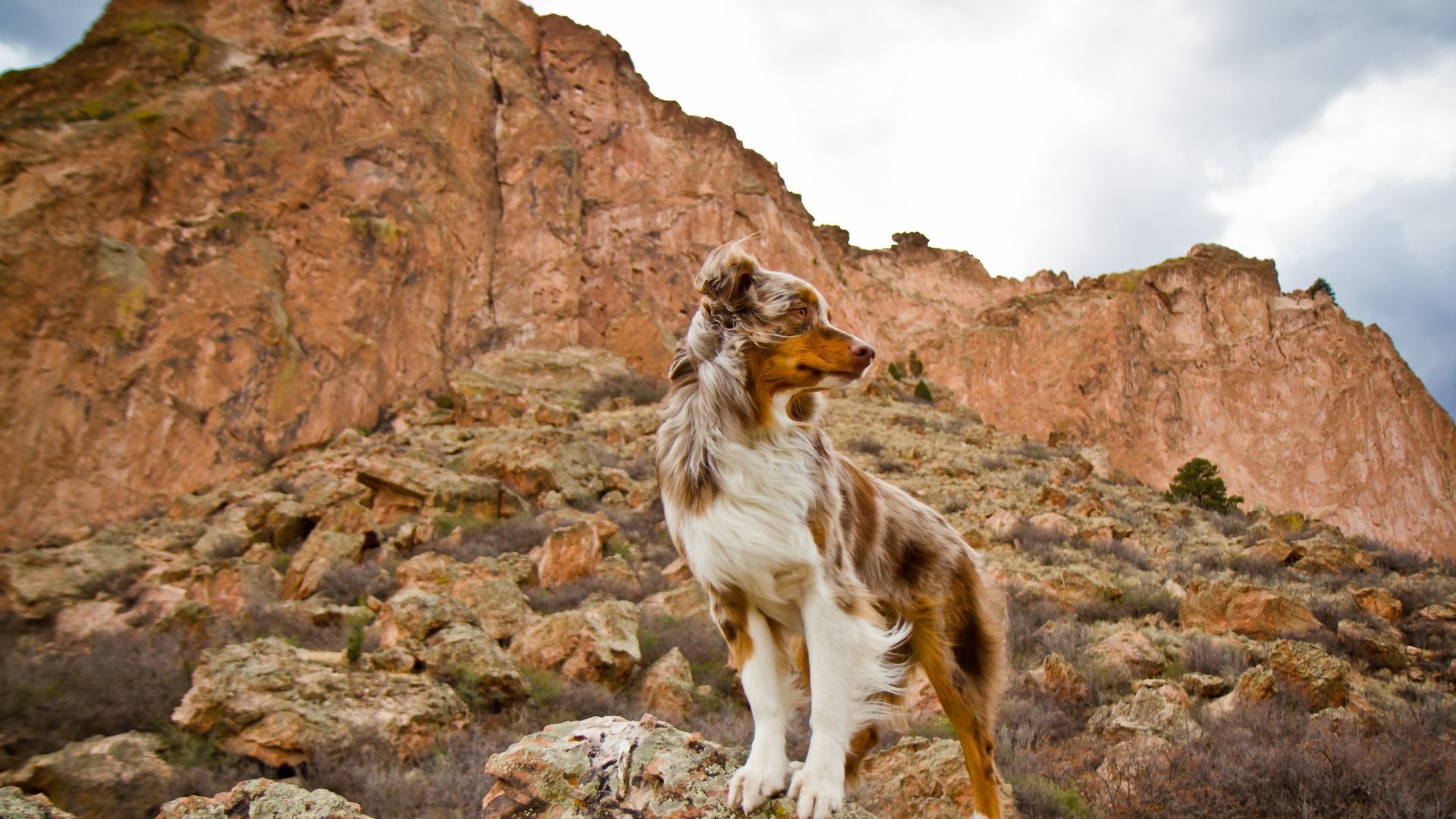 dog, Animal, Friendly, Puppy, Cute, Dogs Wallpaper