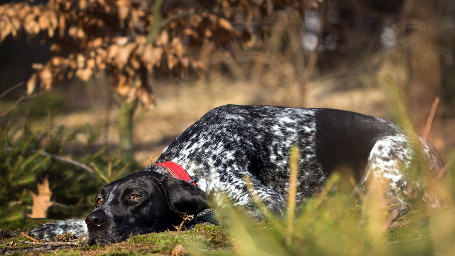 dog, Animal, Friendly, Puppy, Cute, Dogs Wallpaper