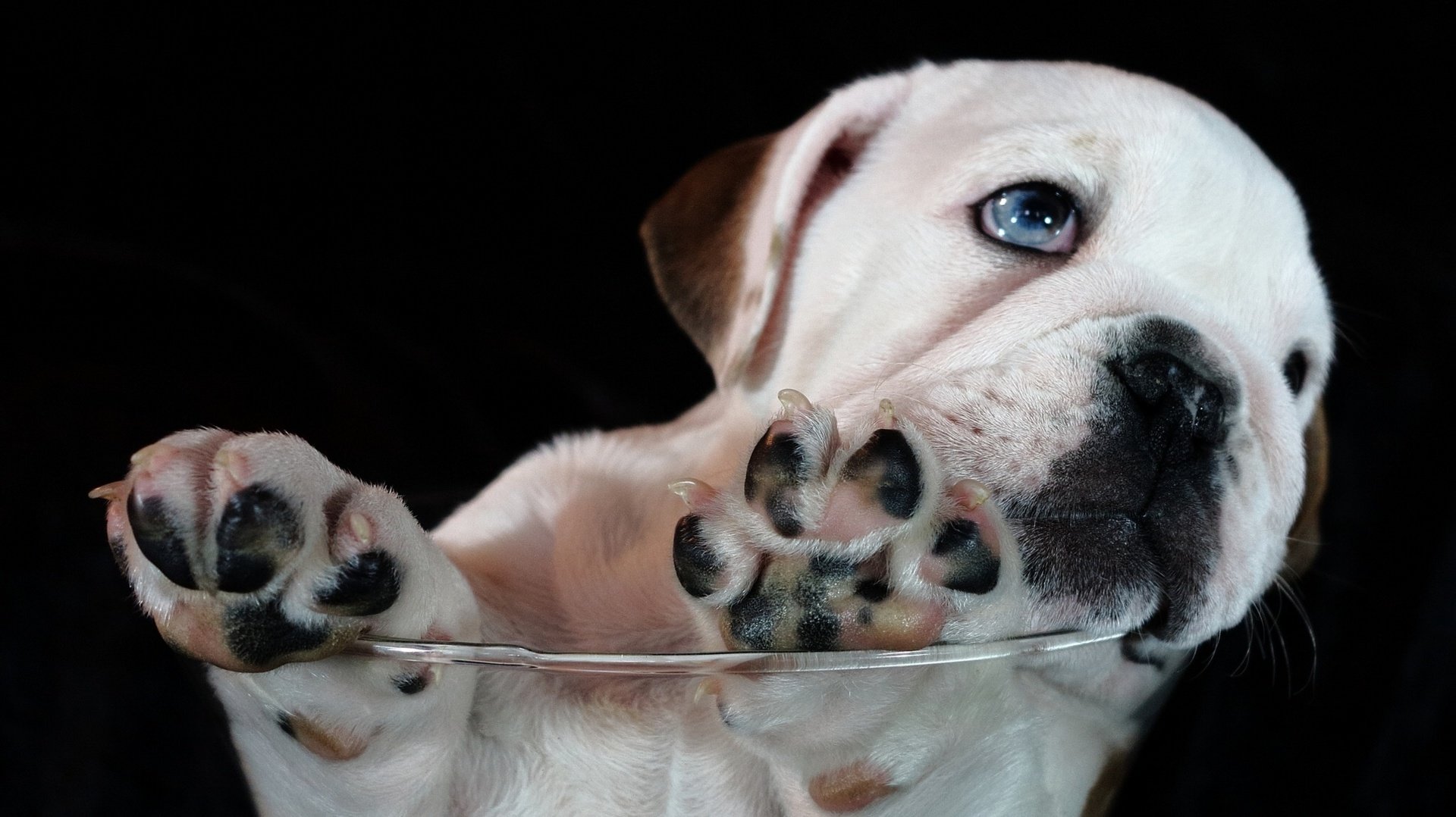 dog, Animal, Friendly, Puppy, Cute, Dogs Wallpaper