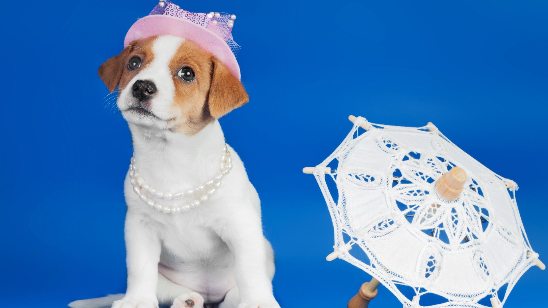 dog, Animal, Friendly, Puppy, Cute, Dogs Wallpaper