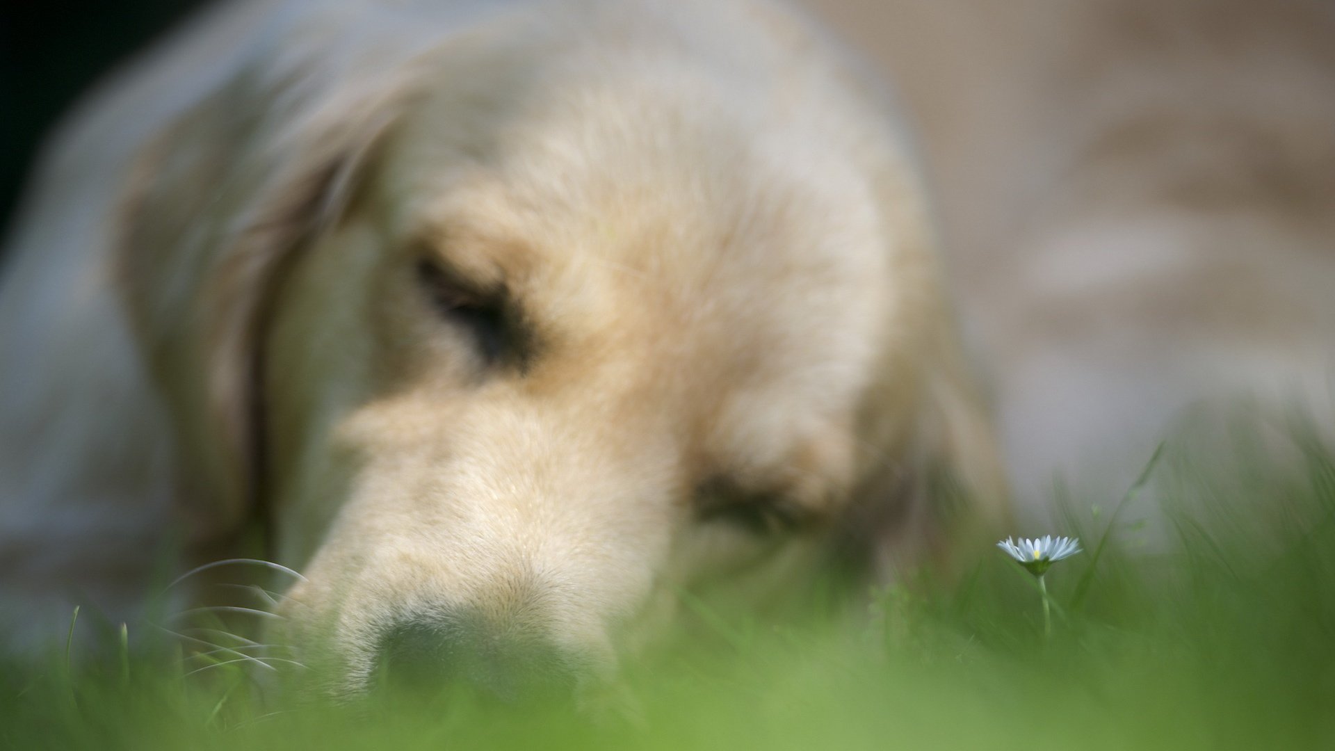 dog, Animal, Friendly, Puppy, Cute, Dogs Wallpaper