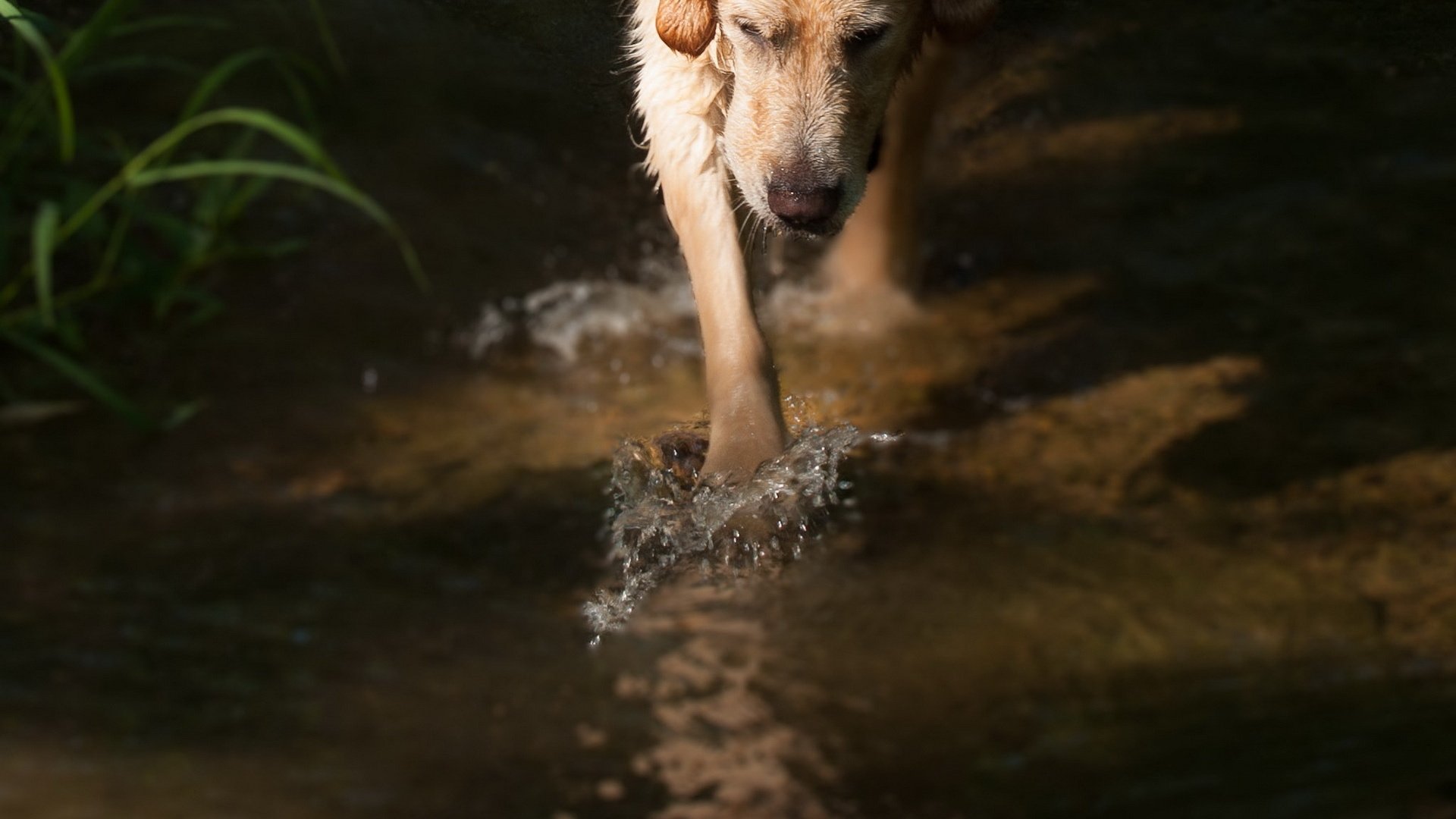 dog, Animal, Friendly, Puppy, Cute, Dogs Wallpaper