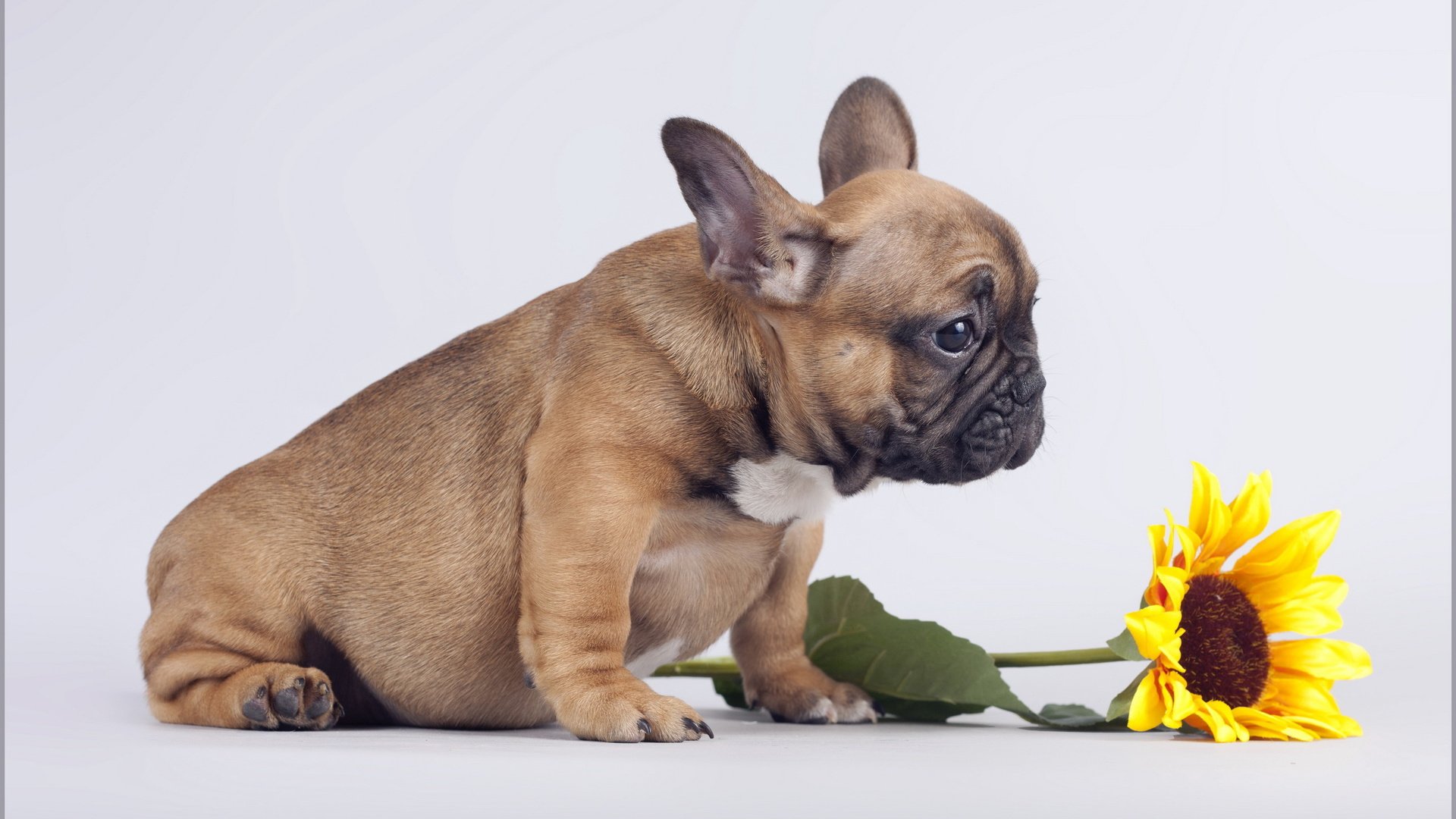 dog, Animal, Friendly, Puppy, Cute, Dogs Wallpaper