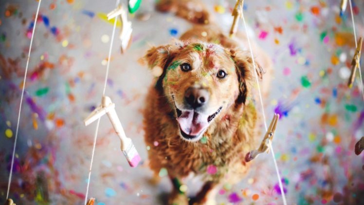 dog, Animal, Friendly, Puppy, Cute, Dogs HD Wallpaper Desktop Background