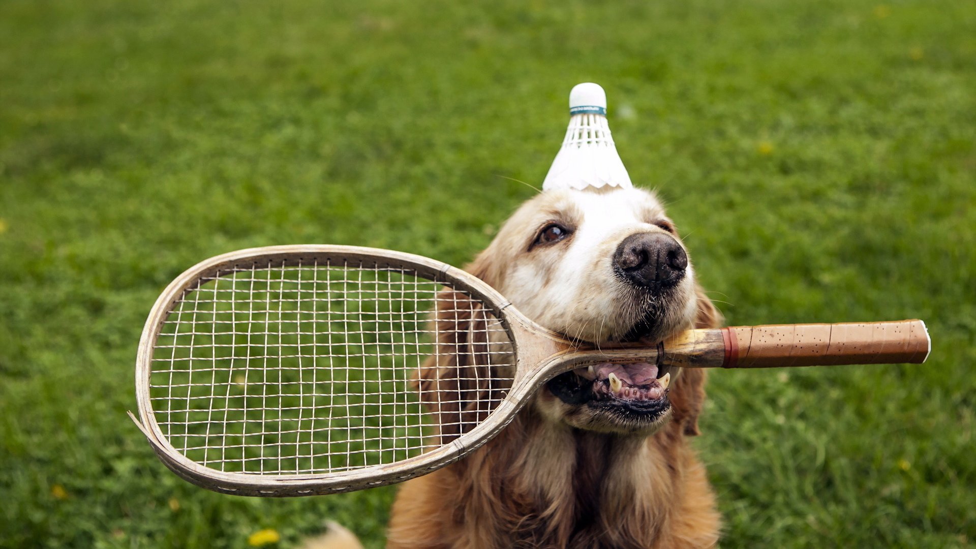 dog, Animal, Friendly, Puppy, Cute, Dogs Wallpaper