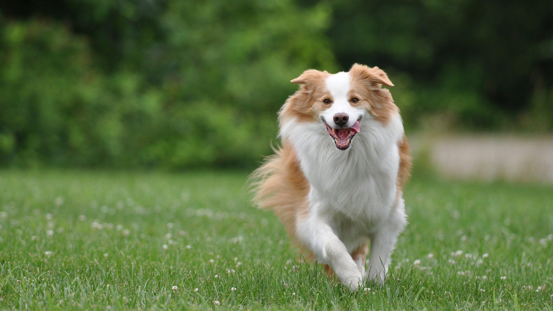 dog, Animal, Friendly, Puppy, Cute, Dogs Wallpaper