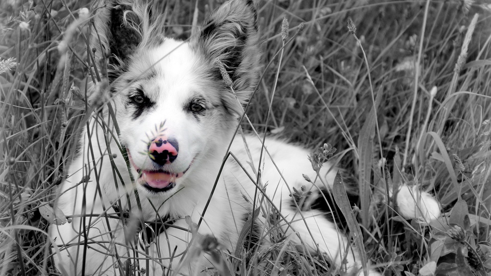 dog, Animal, Friendly, Puppy, Cute, Dogs Wallpaper