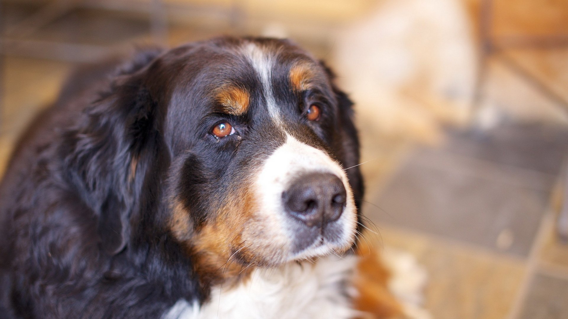 dog, Animal, Friendly, Puppy, Cute, Dogs Wallpaper