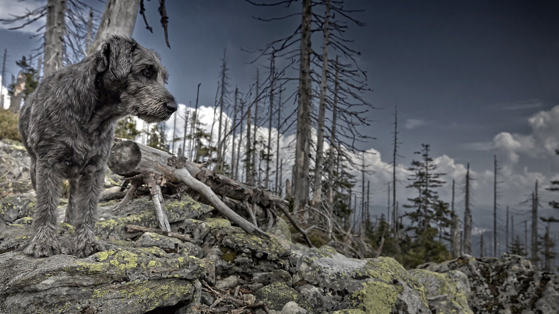 dog, Animal, Friendly, Puppy, Cute, Dogs Wallpaper