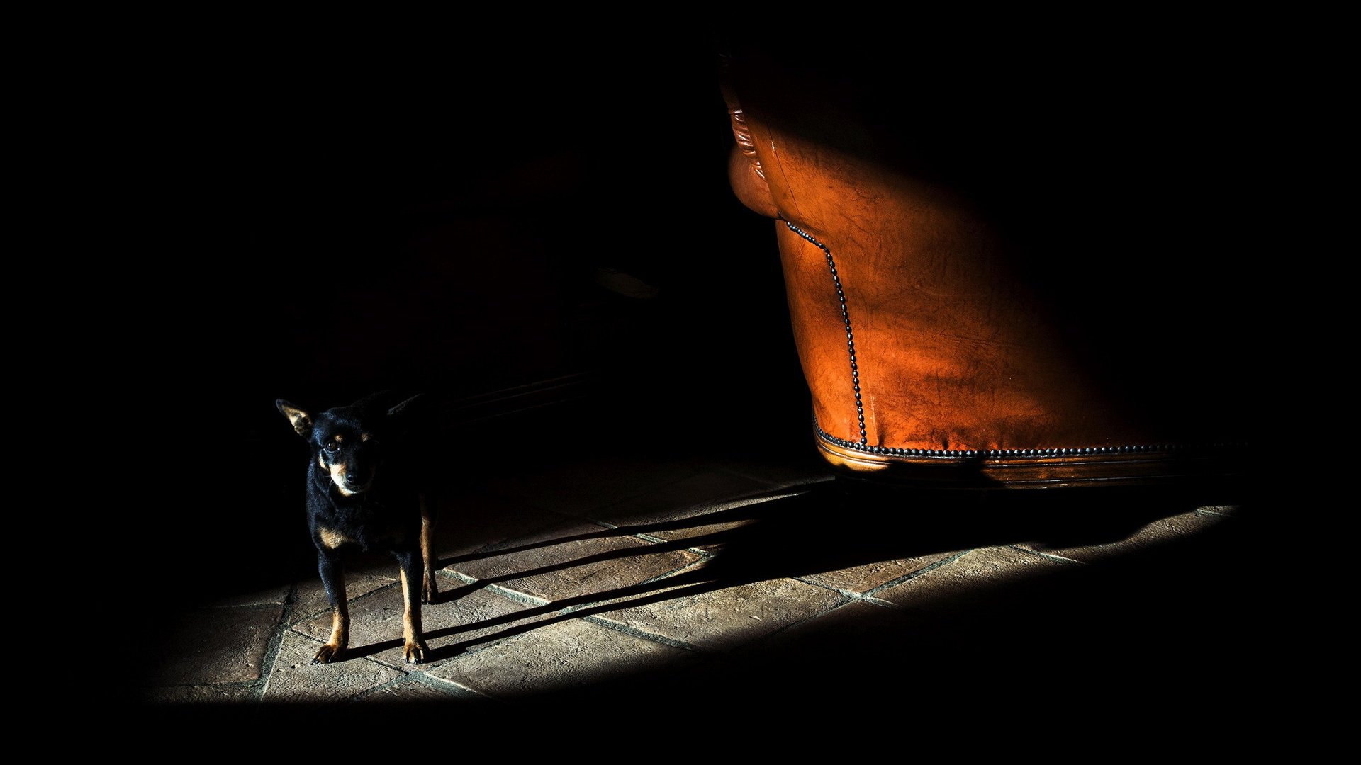 dog, Animal, Friendly, Puppy, Cute, Dogs Wallpaper