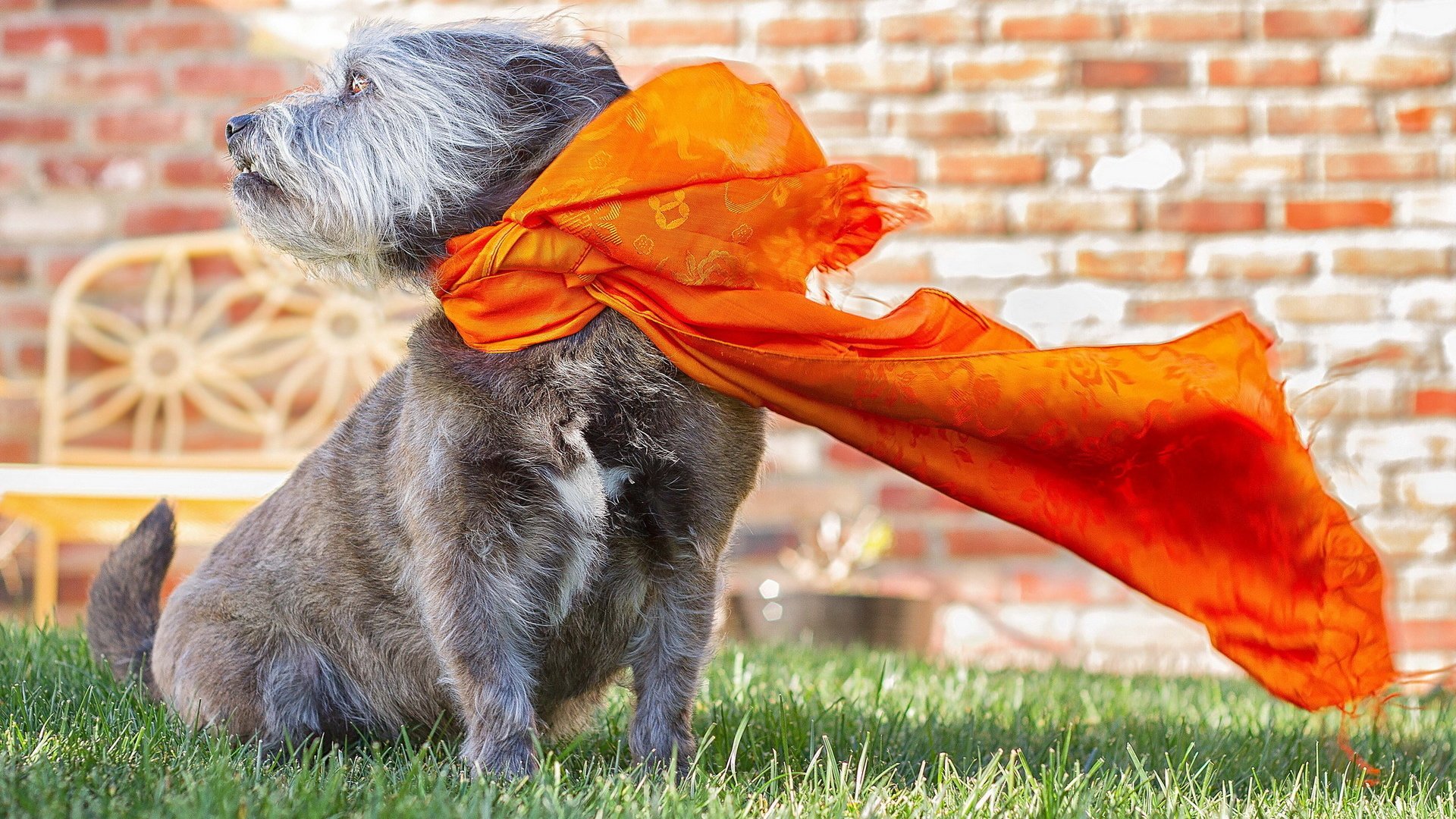 dog, Animal, Friendly, Puppy, Cute, Dogs Wallpaper