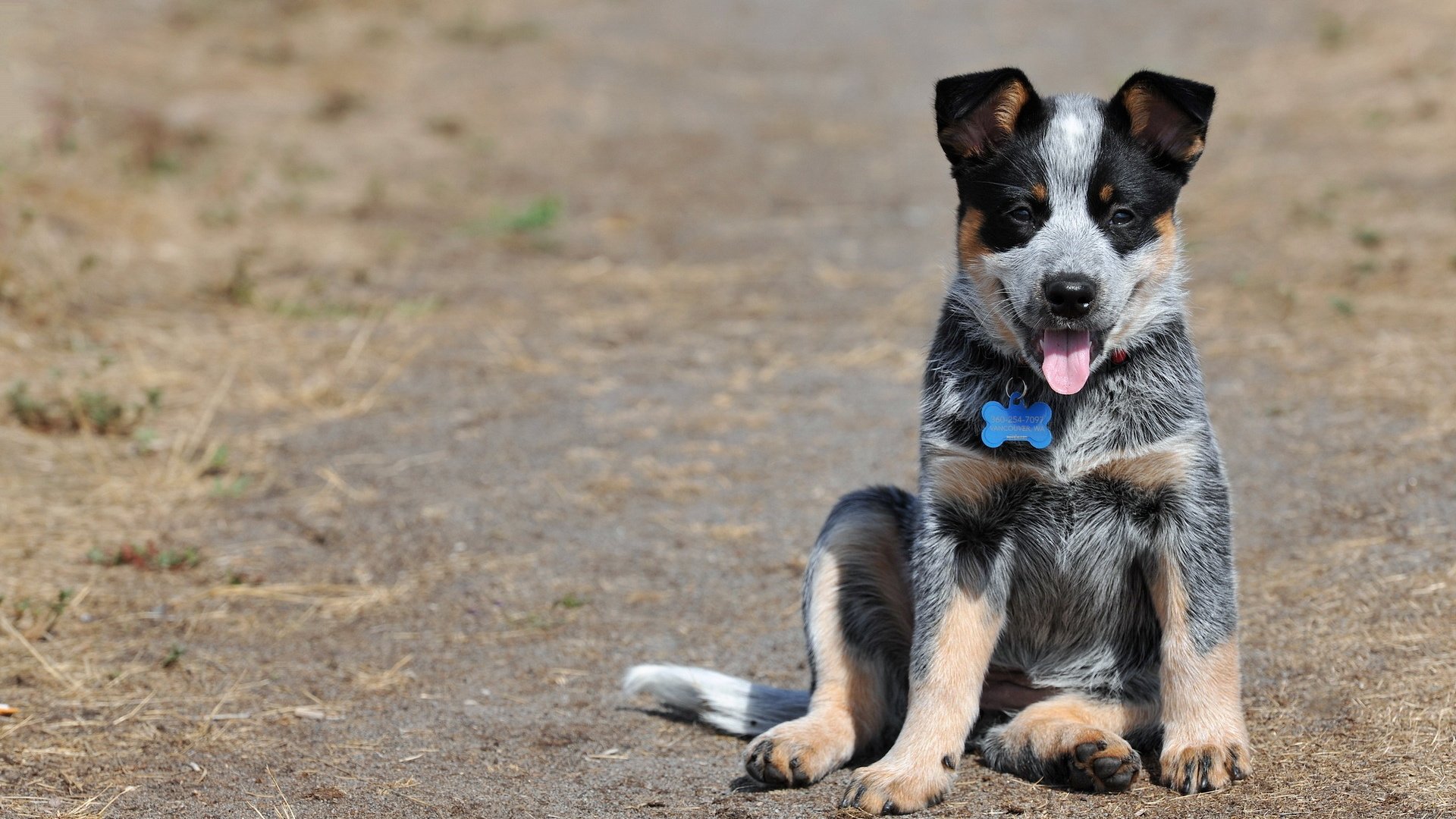 dog, Animal, Friendly, Puppy, Cute, Dogs Wallpaper
