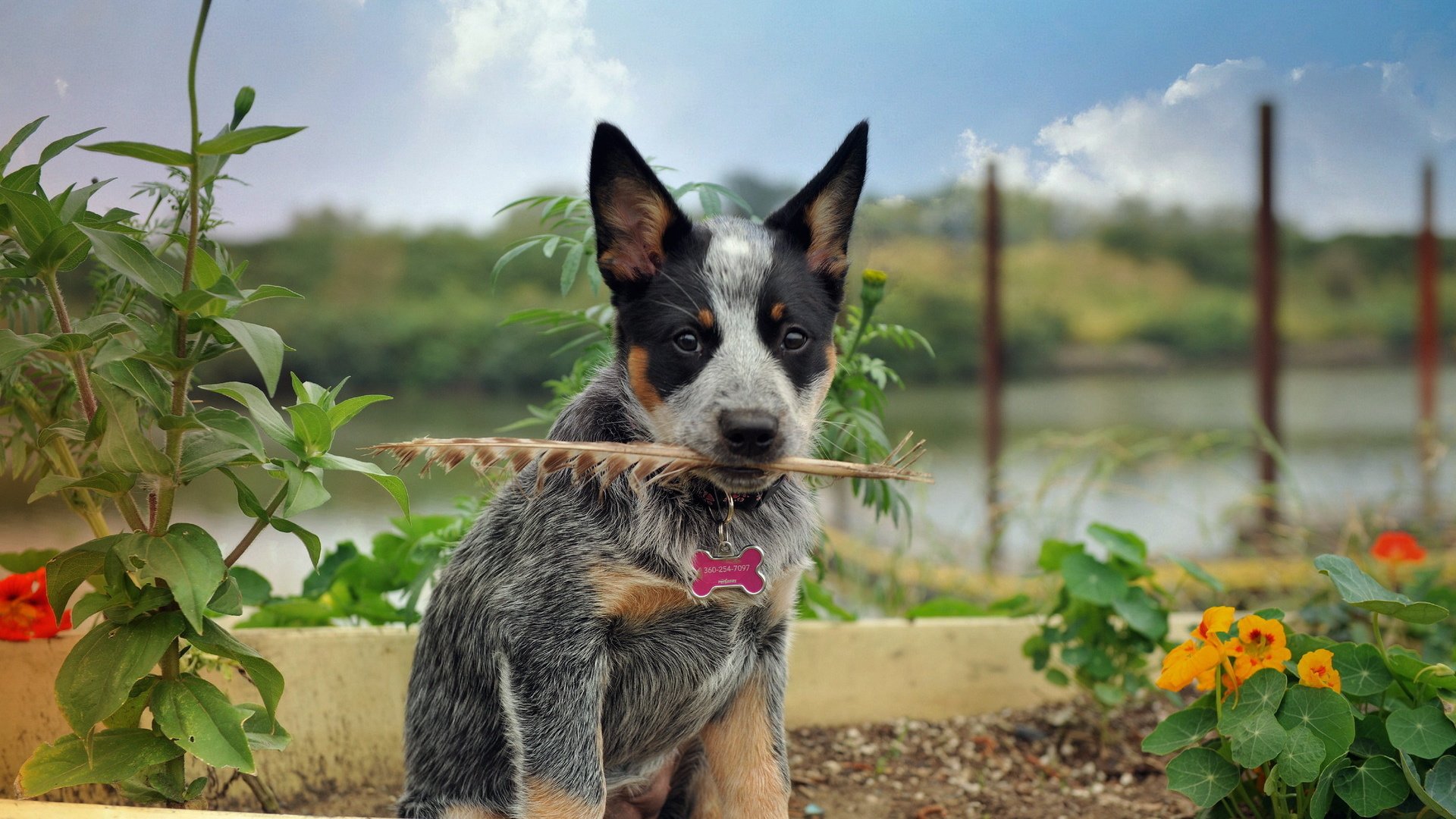 dog, Animal, Friendly, Puppy, Cute, Dogs Wallpaper