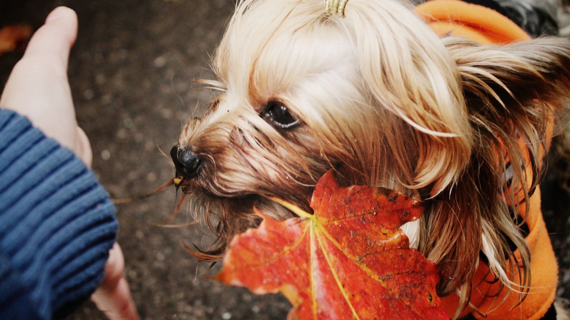 dog, Animal, Friendly, Puppy, Cute, Dogs Wallpaper