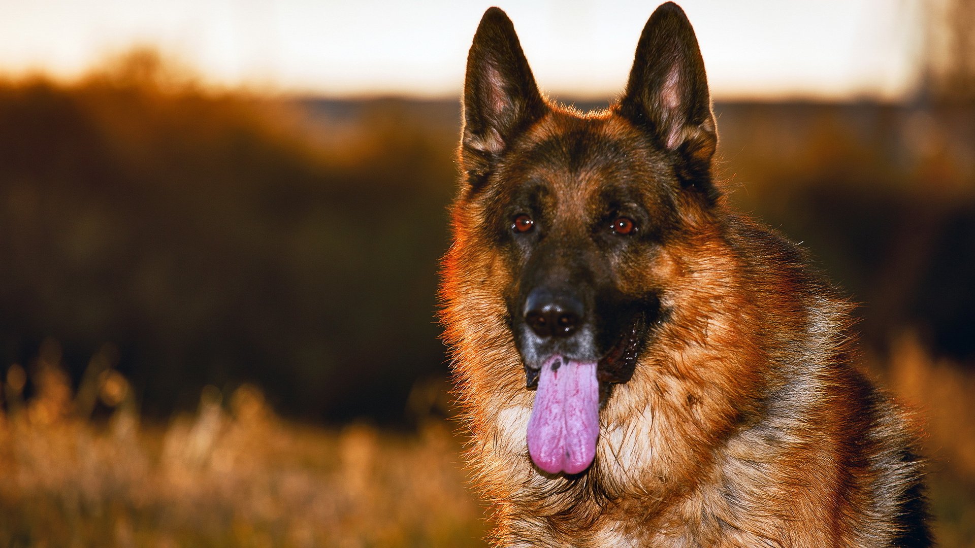 dog, Animal, Friendly, Puppy, Cute, Dogs Wallpaper