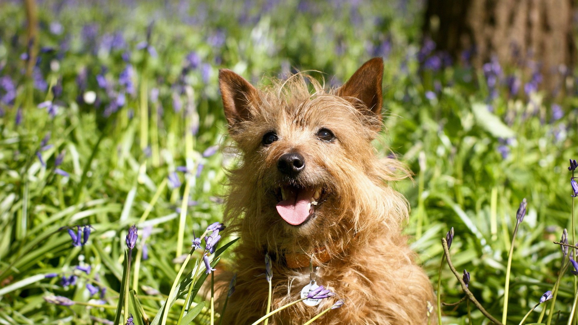 dog, Animal, Friendly, Puppy, Cute, Dogs Wallpaper