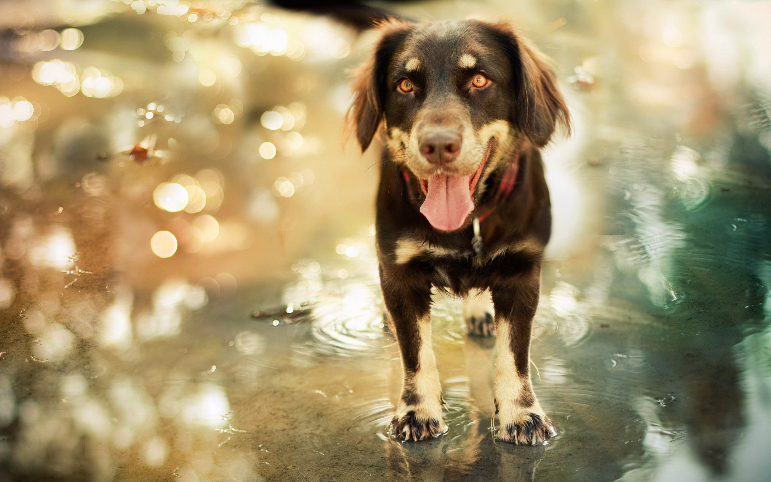 animals, Dogs, Pets Wallpaper