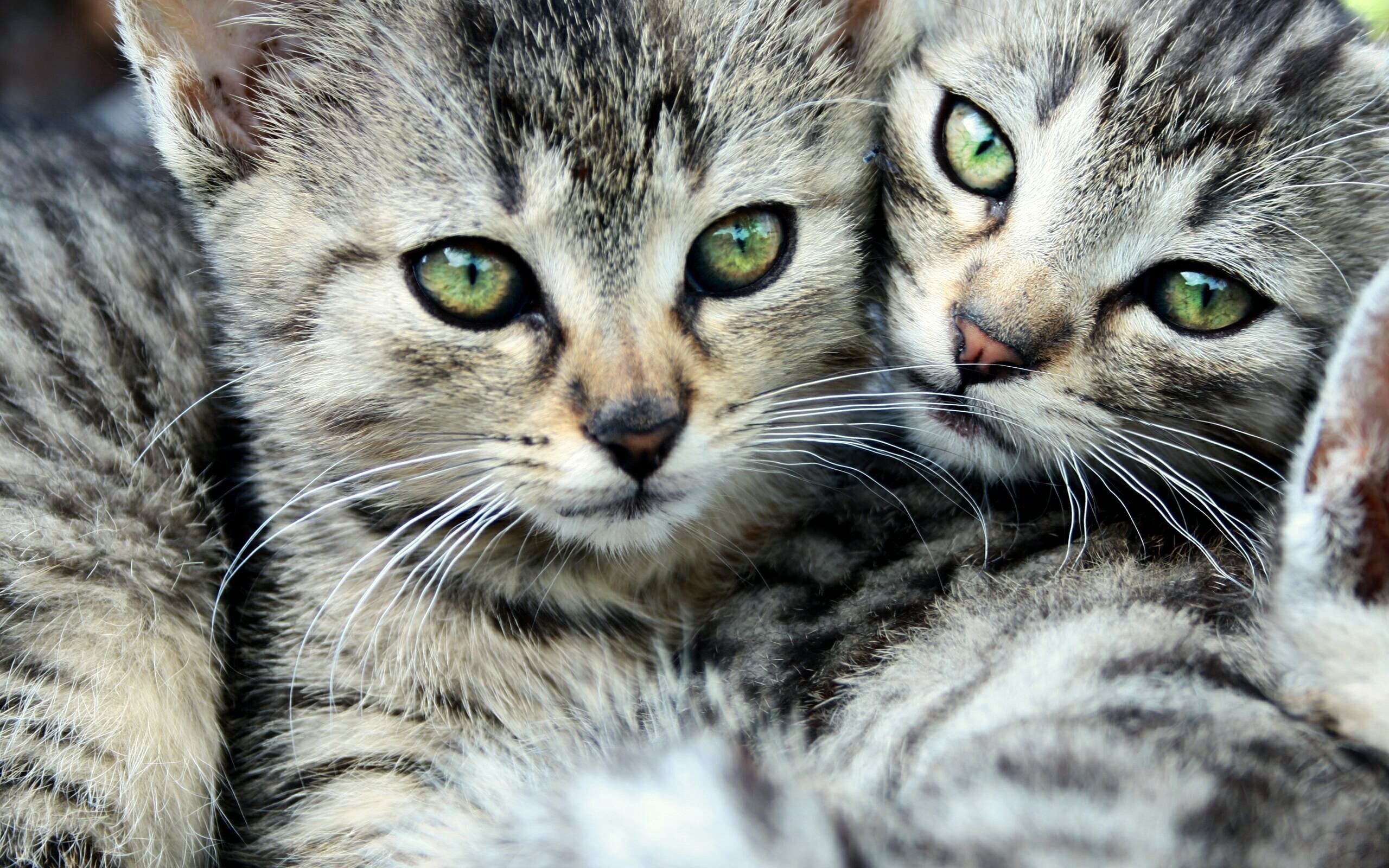 cats, Animals, Green, Eyes, Kittens Wallpaper