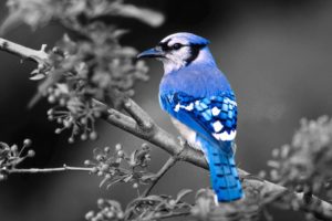 birds, Blue, Jay, Selective, Coloring