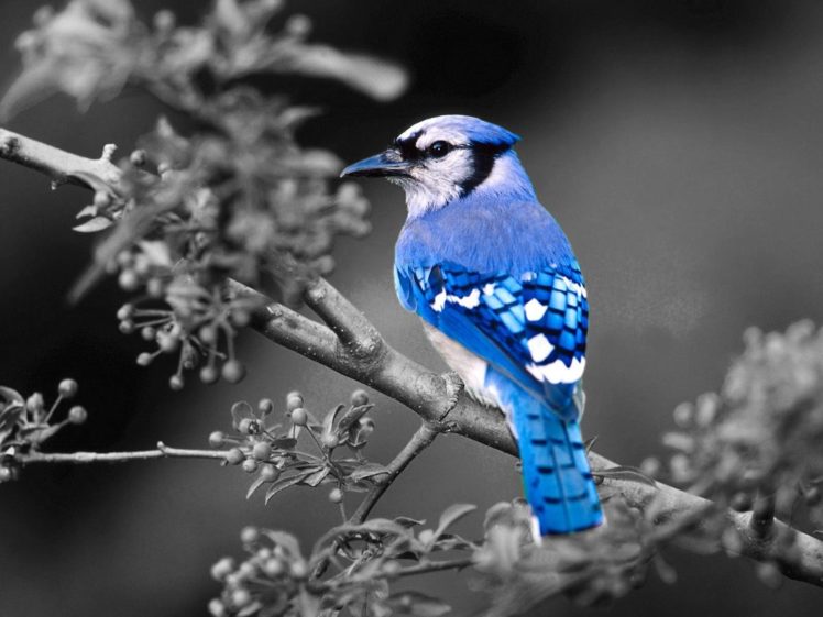 birds, Blue, Jay, Selective, Coloring HD Wallpaper Desktop Background
