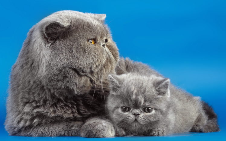 cats, Grey, Fluffy, Kittens, Animals, Babies, Face, Eyes HD Wallpaper Desktop Background