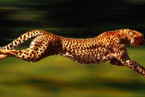 cheetah, Cats, Spots, Pattern