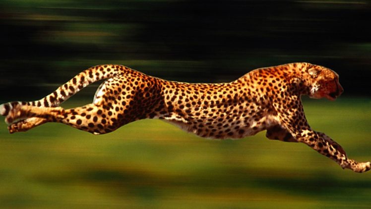 cheetah, Cats, Spots, Pattern HD Wallpaper Desktop Background