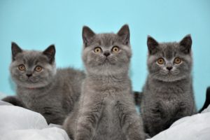 cats, Kittens, Gray, Babies, Face, Eyes