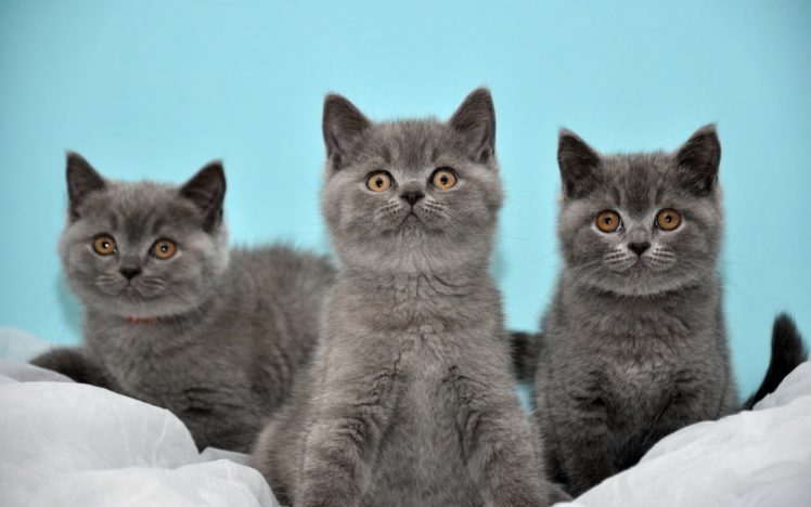 cats, Kittens, Gray, Babies, Face, Eyes HD Wallpaper Desktop Background