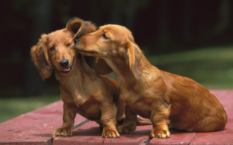 cute, Animals, Dogs HD Wallpaper Desktop Background