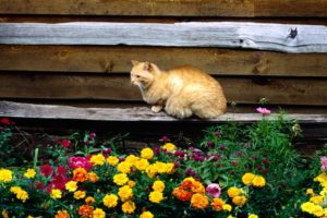 cat, And, Flowers