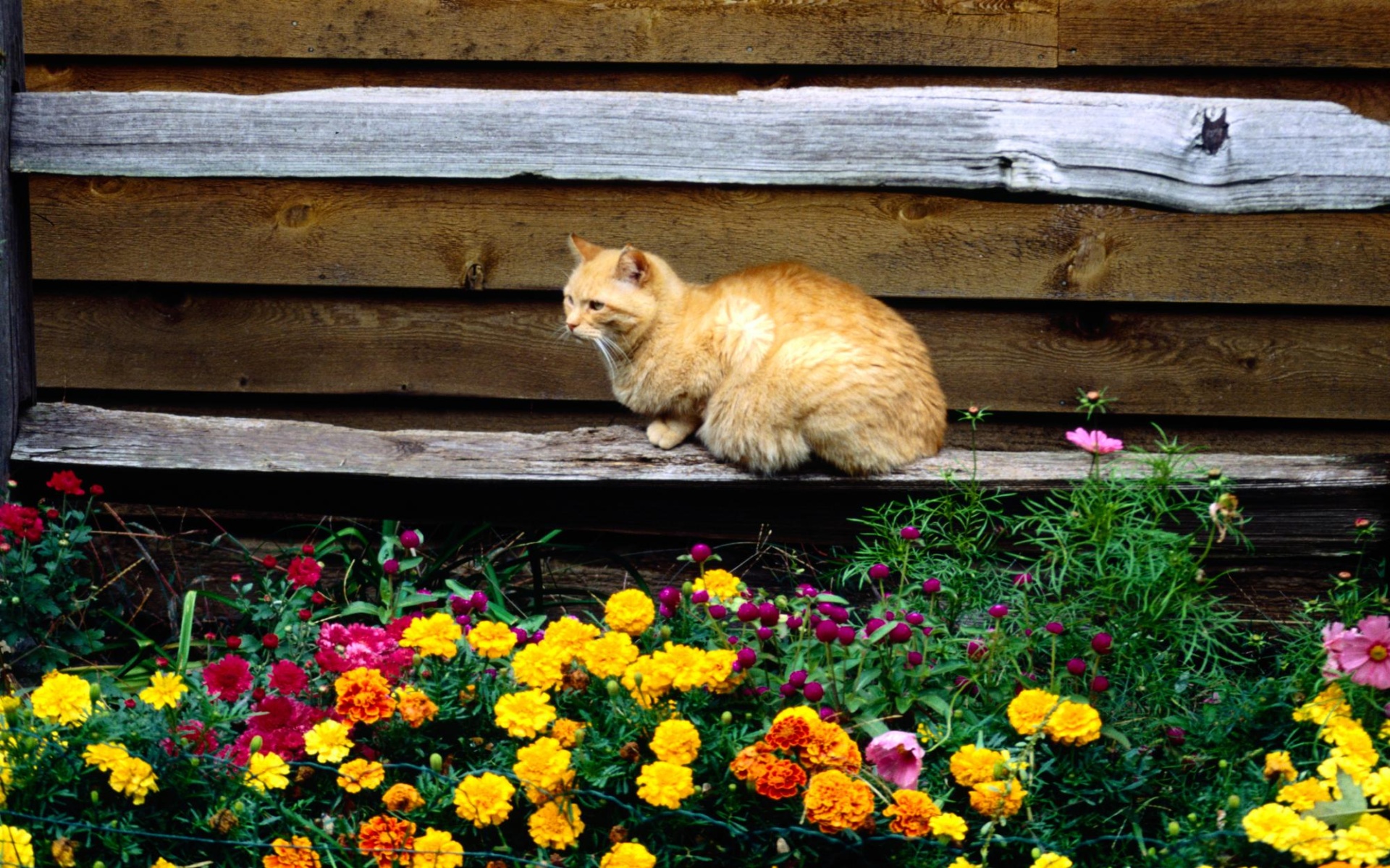 cat, And, Flowers Wallpaper