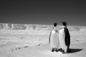 winter, Snow, Penguin