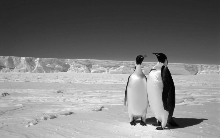 winter, Snow, Penguin HD Wallpaper Desktop Background