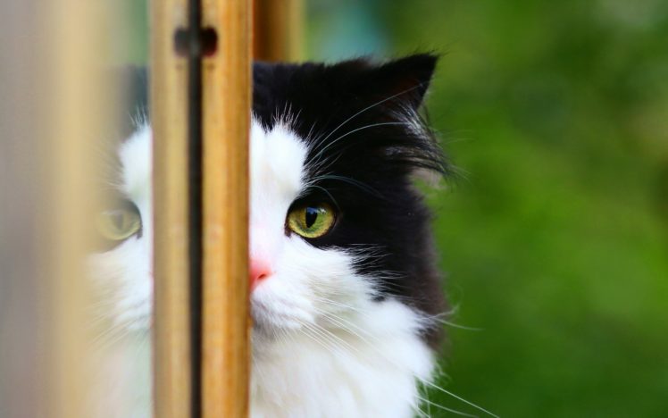 cats, Animals, Domestic, Cat HD Wallpaper Desktop Background