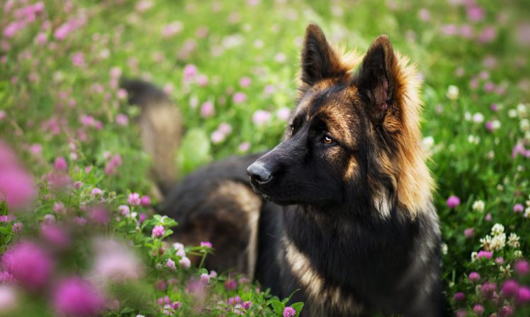 dog, Flowers HD Wallpaper Desktop Background
