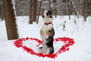 dog, Friend, Winter, Look, Dog, Heart, Mood, Love