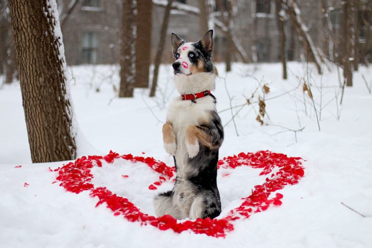 dog, Friend, Winter, Look, Dog, Heart, Mood, Love HD Wallpaper Desktop Background