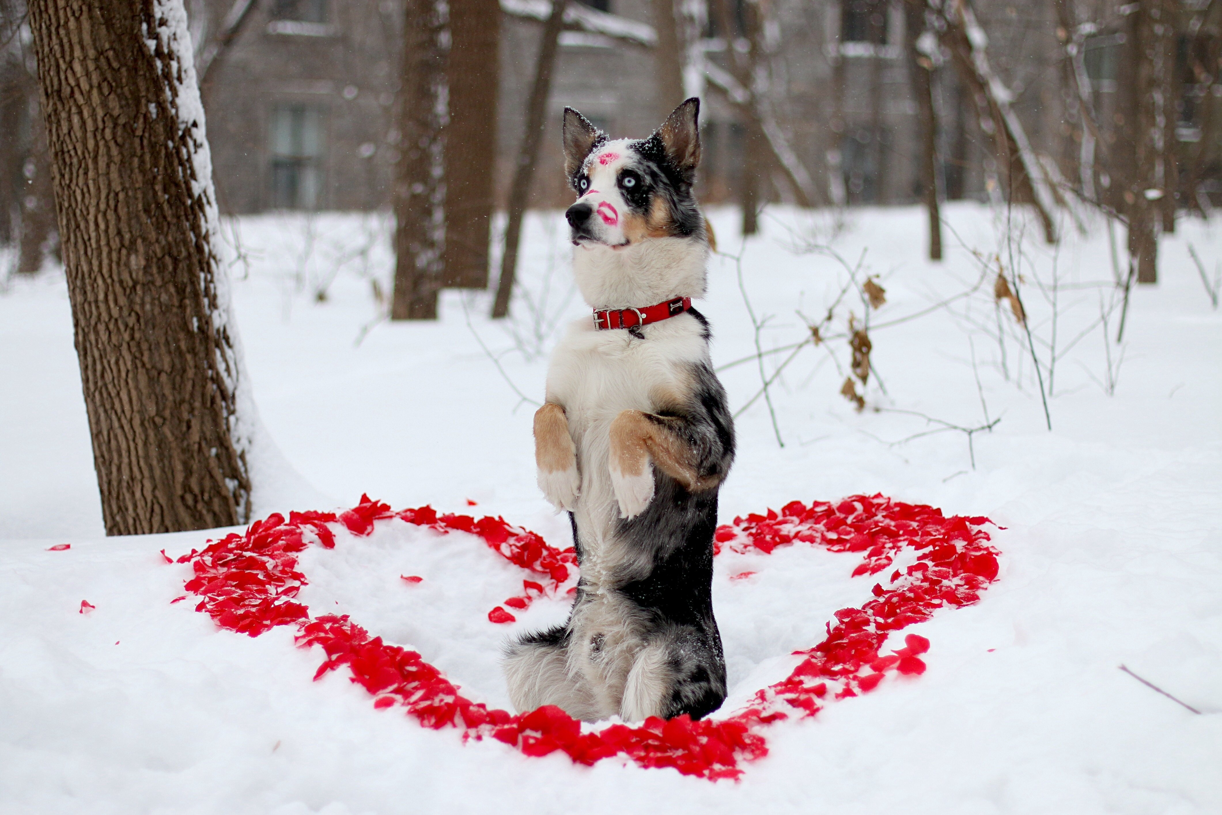 dog, Friend, Winter, Look, Dog, Heart, Mood, Love Wallpaper