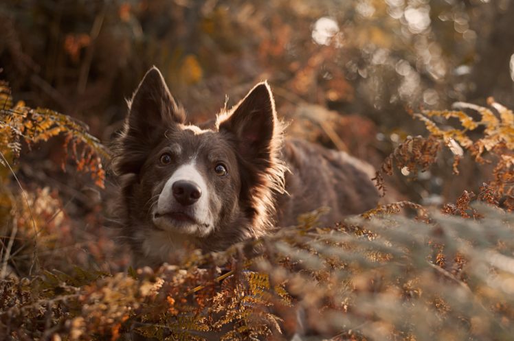dog, Friend, Look, Forest HD Wallpaper Desktop Background
