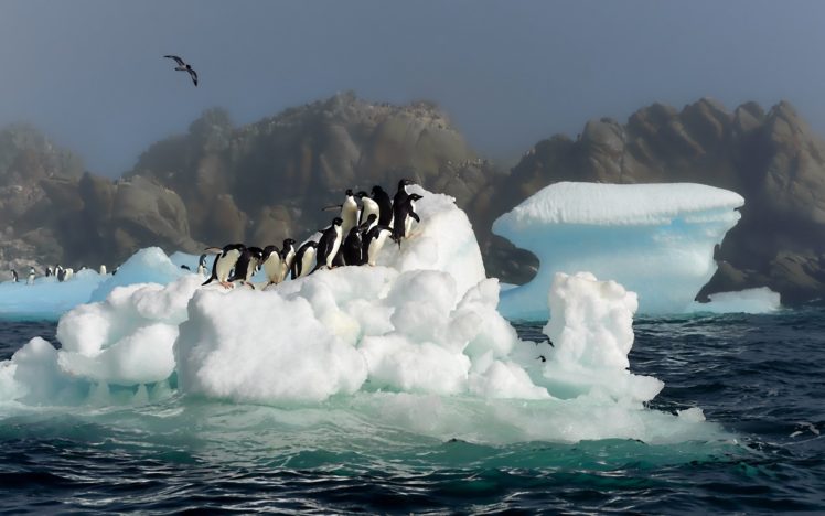 bird, Pictures, Photo, Jump, Snow, Water, Antarctica, Penguin HD Wallpaper Desktop Background