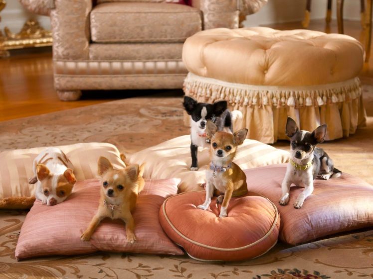 dog, Chihuahua, Pillow HD Wallpaper Desktop Background