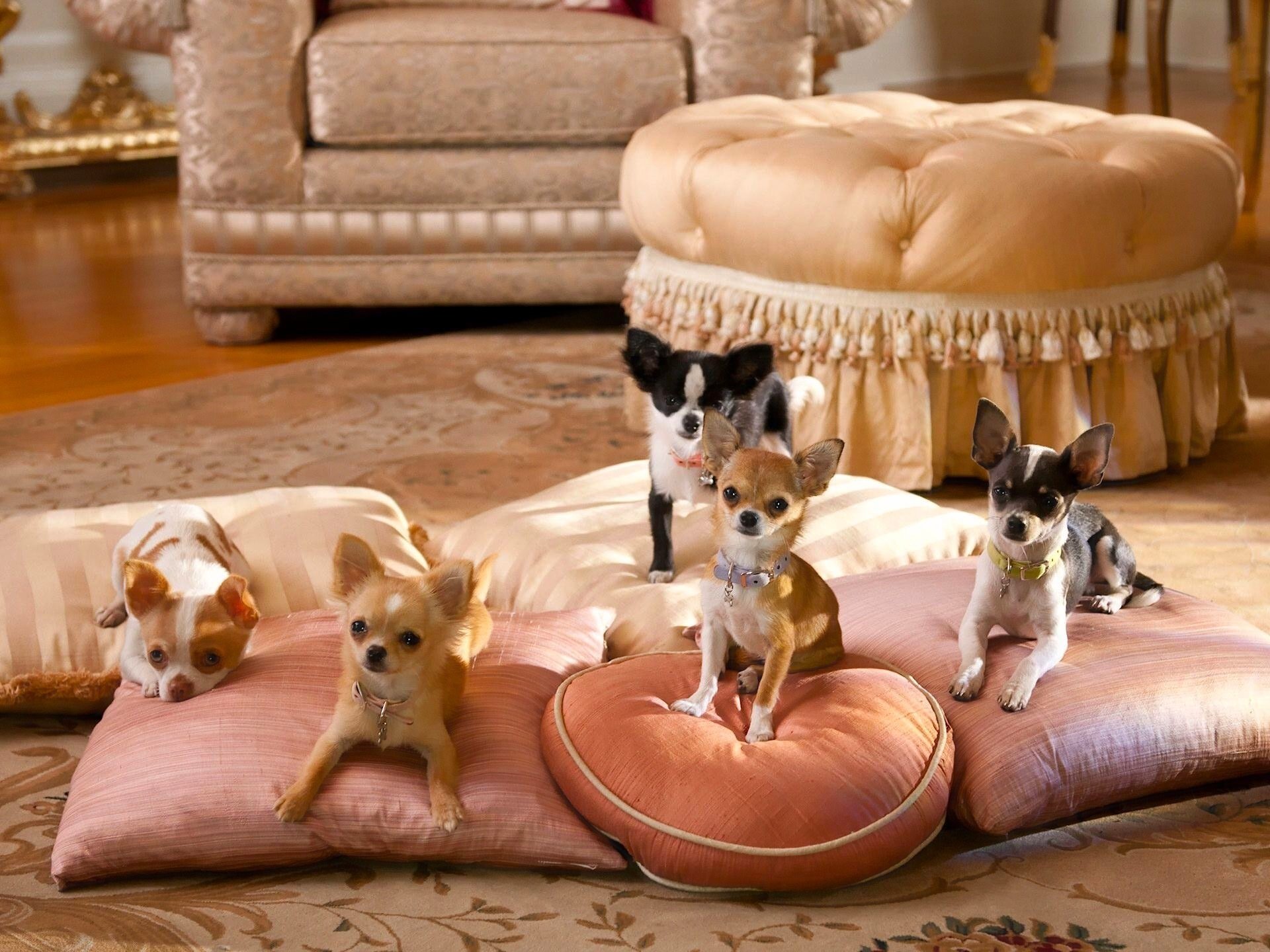 dog, Chihuahua, Pillow Wallpaper