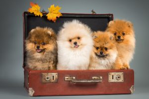 pomeranian, Puppy, Fur, Look, Cute, Dog, Autumn